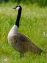 Canada Goose - Gęś Kanadyjska